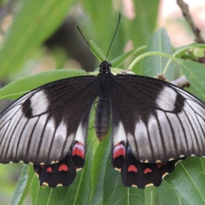 Papilio aegeus (Orchard Swallowtail, Large Citrus Butterfly) at Pollinator-friendly garden Conder - 27 Jan 2015 by michaelb