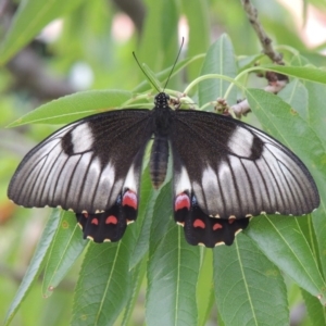 Papilio aegeus at Conder, ACT - 27 Jan 2015