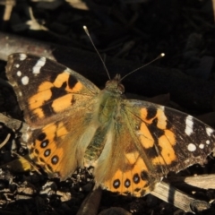 Vanessa kershawi (Australian Painted Lady) at Pine Island to Point Hut - 6 Aug 2014 by michaelb