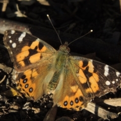 Vanessa kershawi (Australian Painted Lady) at Greenway, ACT - 6 Aug 2014 by MichaelBedingfield