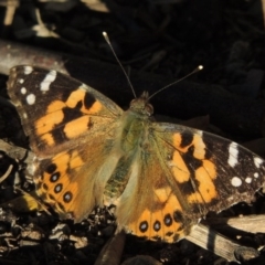 Vanessa kershawi (Australian Painted Lady) at Greenway, ACT - 6 Aug 2014 by michaelb