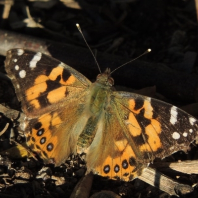 Vanessa kershawi (Australian Painted Lady) at Pine Island to Point Hut - 6 Aug 2014 by MichaelBedingfield