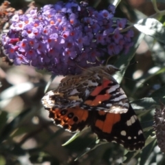 Vanessa kershawi (Australian Painted Lady) at Conder, ACT - 6 Feb 2015 by MichaelBedingfield