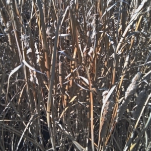 Typha domingensis at Greenway, ACT - 3 Aug 2015