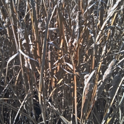 Typha domingensis (Bullrush) at Greenway, ACT - 3 Aug 2015 by galah681