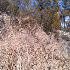 Phragmites australis at Greenway, ACT - 3 Aug 2015 12:56 PM