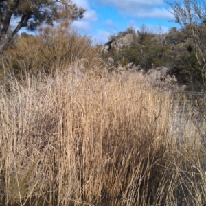 Phragmites australis at Greenway, ACT - 3 Aug 2015