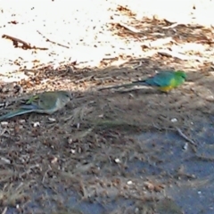 Psephotus haematonotus (Red-rumped Parrot) at Pine Island to Point Hut - 3 Aug 2015 by galah681