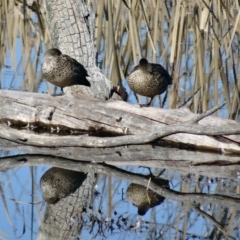 Anas gracilis (Grey Teal) at Fyshwick, ACT - 9 Aug 2015 by galah681