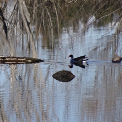 Porphyrio melanotus (Australasian Swamphen) at Jerrabomberra Wetlands - 9 Aug 2015 by galah681