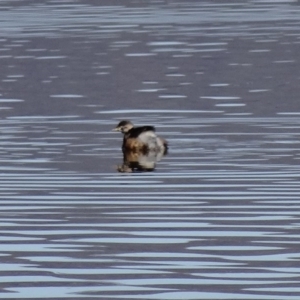 Tachybaptus novaehollandiae at Fyshwick, ACT - 9 Aug 2015