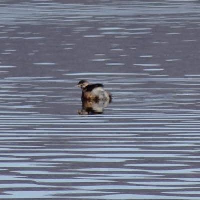 Tachybaptus novaehollandiae (Australasian Grebe) at Jerrabomberra Wetlands - 9 Aug 2015 by galah681