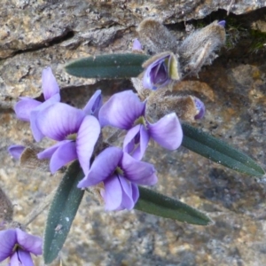 Hovea heterophylla at Isaacs Ridge - 9 Aug 2015 04:06 PM