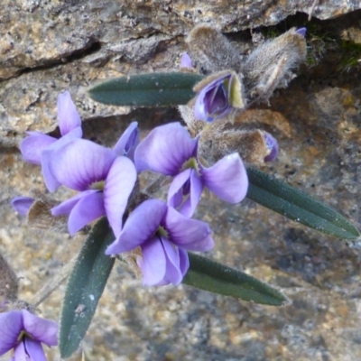 Hovea heterophylla (Common Hovea) at Isaacs, ACT - 9 Aug 2015 by Mike