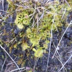 Drosera (genus) (A Sundew) at Isaacs, ACT - 9 Aug 2015 by Mike