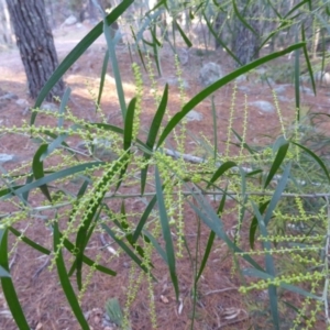 Acacia floribunda at Isaacs Ridge - 9 Aug 2015