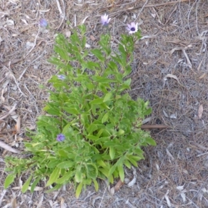 Dimorphotheca ecklonis at Isaacs, ACT - 9 Aug 2015