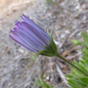 Dimorphotheca ecklonis at Isaacs, ACT - 9 Aug 2015