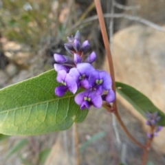 Hardenbergia violacea (False Sarsaparilla) at Isaacs, ACT - 9 Aug 2015 by Mike