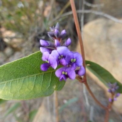 Hardenbergia violacea (False Sarsaparilla) at Isaacs Ridge - 9 Aug 2015 by Mike