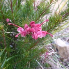 Genista monspessulana at Isaacs Ridge - 9 Aug 2015 by Mike