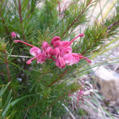 Genista monspessulana at Isaacs Ridge - 9 Aug 2015 by Mike