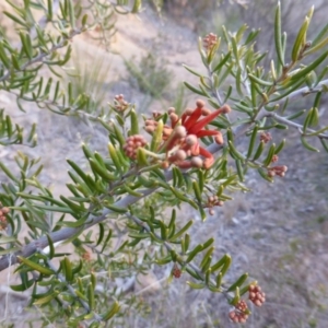 Grevillea juniperina at Isaacs, ACT - 9 Aug 2015