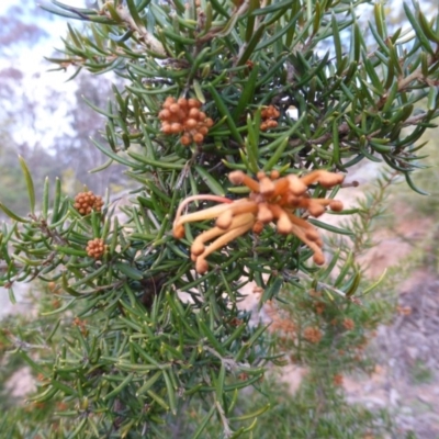 Grevillea juniperina (Grevillea) at Isaacs, ACT - 9 Aug 2015 by Mike