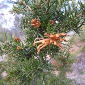 Grevillea juniperina at Isaacs, ACT - 9 Aug 2015