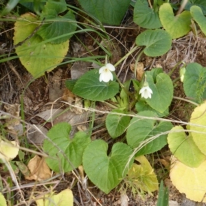 Viola odorata at Isaacs Ridge - 9 Aug 2015 04:43 PM