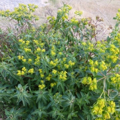 Euphorbia oblongata (Egg-leaf Spurge) at Isaacs Ridge and Nearby - 9 Aug 2015 by Mike