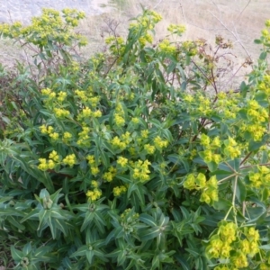 Euphorbia oblongata at Isaacs, ACT - 9 Aug 2015