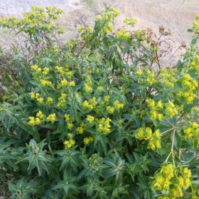 Euphorbia oblongata (Egg-leaf Spurge) at Isaacs, ACT - 9 Aug 2015 by Mike