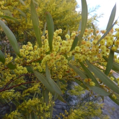 Acacia rubida (Red-stemmed Wattle, Red-leaved Wattle) at Isaacs, ACT - 9 Aug 2015 by Mike