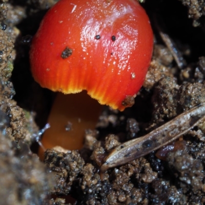 Hygrocybe sp. ‘red’ (A Waxcap) at Cotter River, ACT - 19 Jun 2015 by KenT