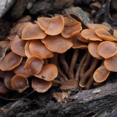 Unidentified at Brindabella, NSW - 19 Jun 2015 by KenT