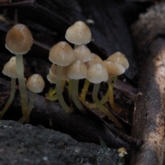 Mycena sp. (Mycena) at Bimberi Nature Reserve - 19 Jun 2015 by KenT