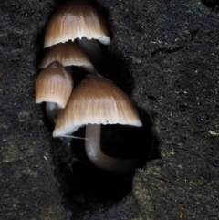 Mycena sp. (Mycena) at Bimberi Nature Reserve - 19 Jun 2015 by KenT