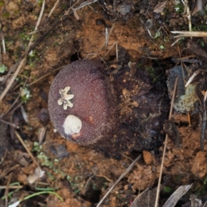 Calostoma fuscum at Cotter River, ACT - 19 Jun 2015