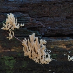 Unverified at Namadgi National Park - 19 Jun 2015 by KenT