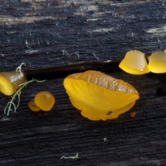 Heterotextus sp. (A yellow saprophytic jelly fungi) at Cotter River, ACT - 19 Jun 2015 by KenT