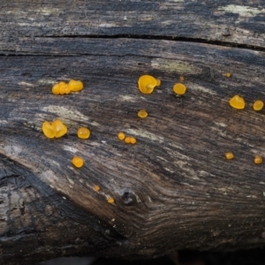 Heterotextus sp. at Cotter River, ACT - 19 Jun 2015 11:43 AM