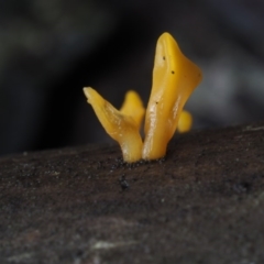 Calocera sp. (A stagshorn fungus) at Cotter River, ACT - 19 Jun 2015 by KenT