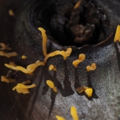 Calocera sp. at Cotter River, ACT - 19 Jun 2015