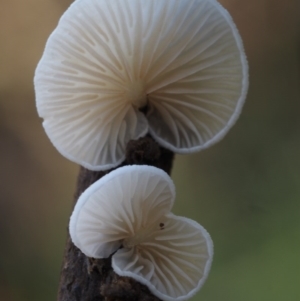 Crepidotus sp. at Cotter River, ACT - 19 Jun 2015