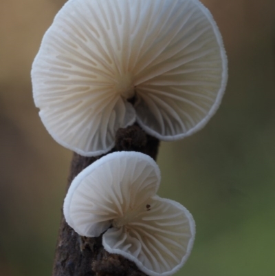 Crepidotus sp. (Crepidotus) at Namadgi National Park - 18 Jun 2015 by KenT