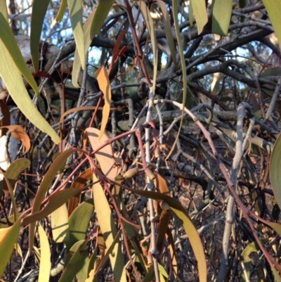 Amyema pendula subsp. pendula (Drooping Mistletoe) at Nicholls, ACT - 9 Aug 2015 by gavinlongmuir