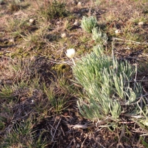 Leucochrysum albicans subsp. tricolor at Nicholls, ACT - 9 Aug 2015