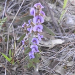 Hovea heterophylla (Common Hovea) at Mount Ainslie - 10 Aug 2015 by SilkeSma