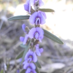 Hovea heterophylla at Majura, ACT - 10 Aug 2015